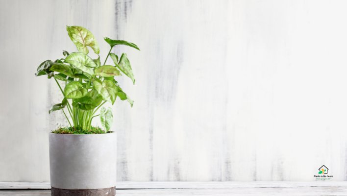 Best Lighting Requirements for Your Arrowhead Plant