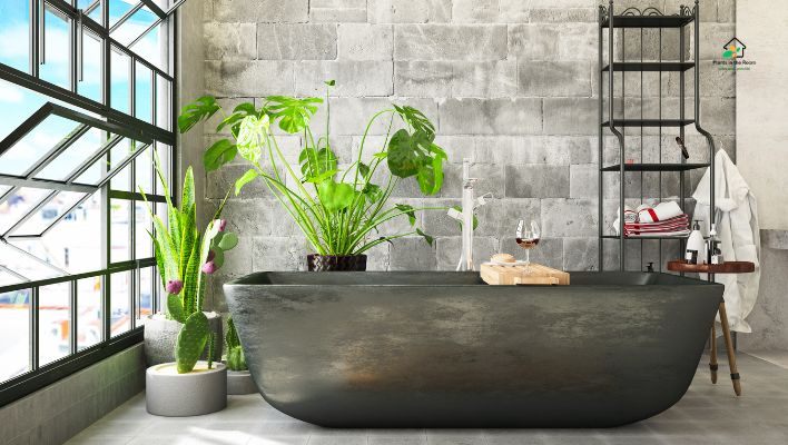 Embracing the Humidity in the Bathroom. In the apartment bathroom is the most low light room, so it's important to choose plants that can thrive in these conditions.