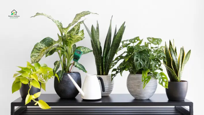 How to Green Up Your Apartment with Plants in Every Room