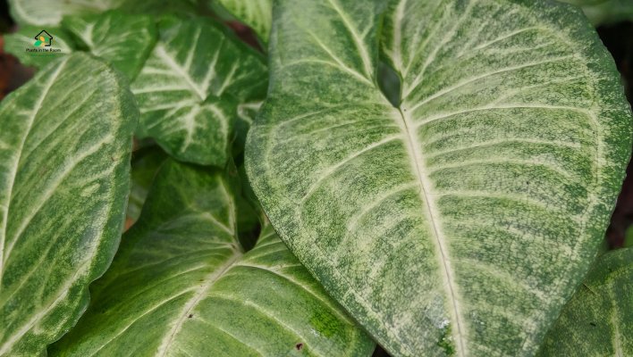How to Keep Your Arrowhead Plant Hydrated Without Overwatering.
