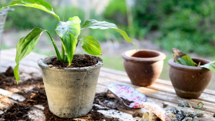 When and How to Repot Your Arrowhead Plant