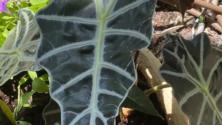 African Mask Plant (Alocasia Amazonica) arrow-shaped leaves bright but indirect sunlight watering soil conditions