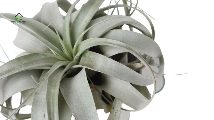 Air Plants Pests Diseases and Care