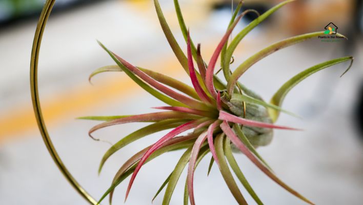 A Complete Guide to Your Air Plant Care Tillandsias their biology to the specifics of their watering, lighting needs, feeding