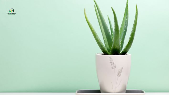 Aloe Vera
Best Air-purifying Plants for Your Home & Office