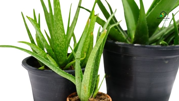 How to Take Best Care of Aloe Vera: Expert Tips beneficial addition to your home or garden myriad benefits ranging from soothing skin irritations to providing natural remedies for various ailments