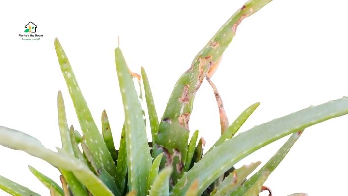 Aloe Vera Pests and Diseases
prevention strategy