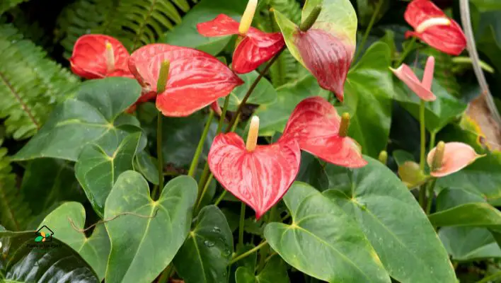 Monitoring Your Anthurium’s Health
pruning