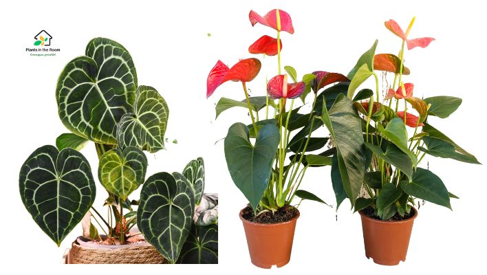 Anthurium plant vibrant colors stunning heart shaped flowers beautiful plant easy care