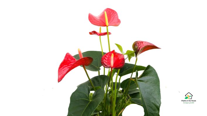 Produces Bright, Waxy Flowers in Shades of Red, Orange & Pink