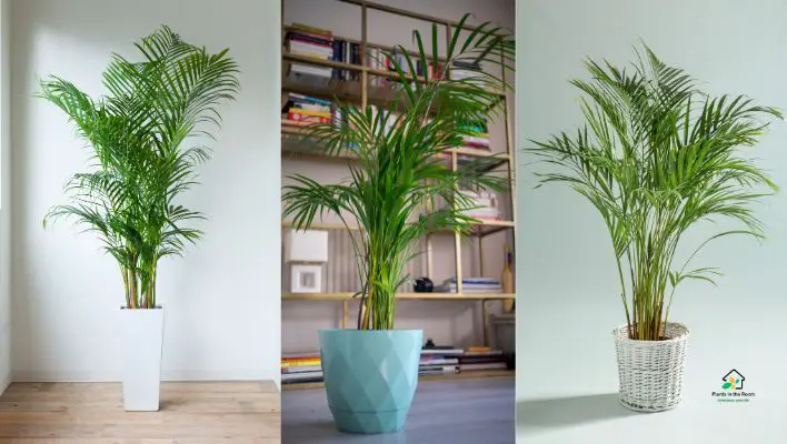 Areca Palm (Dypsis lutescens)
Houseplants for Children’s Playzone