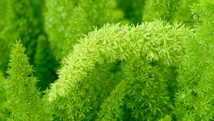 Asparagus Fern Care beauty healthy proper care appearance ability asparagus fern healthy and happy