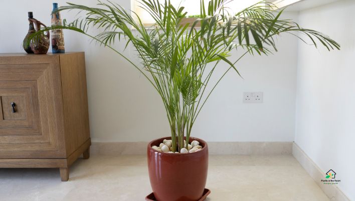Bamboo Palm
Best Air-purifying Plants for Your Home & Office
it’s also a powerhouse when it comes to purifying the air.