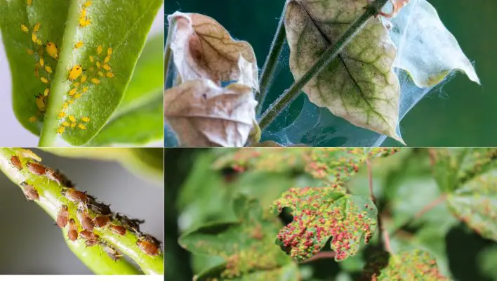 Begonias Pests, Diseases and Problem