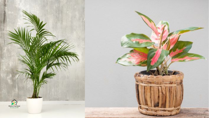 Best Air-purifying Plants for Home & Office