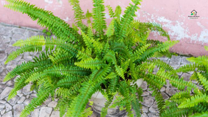 Boston Fern
Best Air-purifying Plants for Your Home & Office
The Boston Fern is great at removing toxins like formaldehyde, xylene, and toluene.