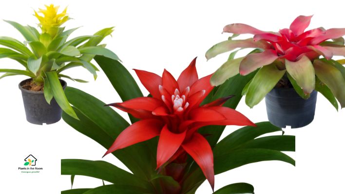 Bromeliad Indoor Plant eye-catching striking colors, exotic shapes, and low-maintenance requirements indoor bromeliads are a perfect addition to any home