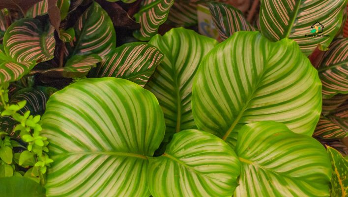 Calathea Indoor Plant healthy and vibrant striking foliage tropical plant research and experimentation troubleshooting common issues.