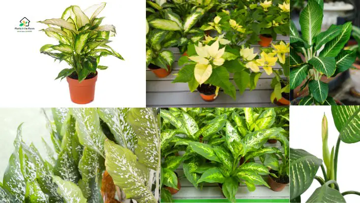 Check Regularly for Common Issues of Your Dieffenbachia Plant
Yellowing leaves
Brown leaves
Lack of humidity