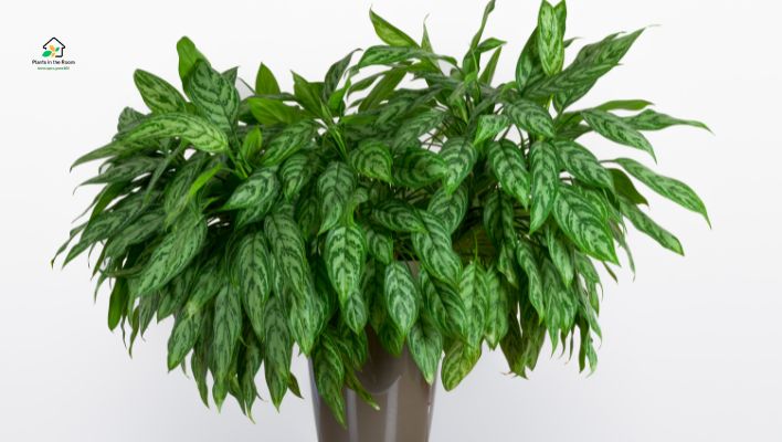 Chinese Evergreen
Best Air-purifying Plants for Your Home & Office