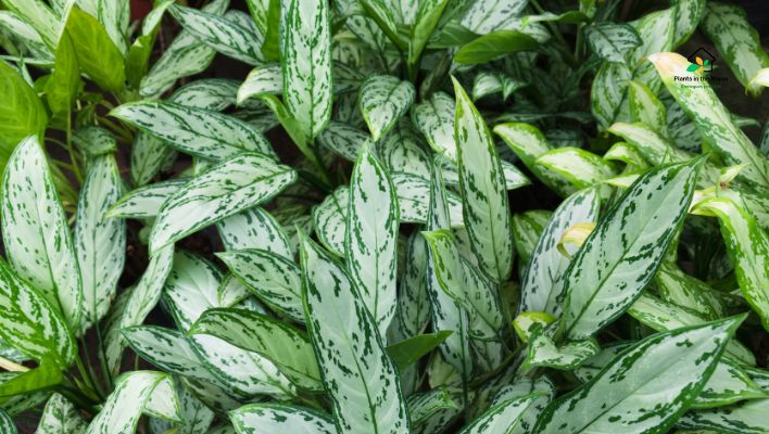 Chinese Evergreen Care Instructions: A Complete Guide thrives with minimal fuss touch of elegance at your living place Aglaonema ideal choice perfect environment for it to thrive stunning plants
