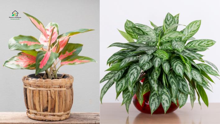 Chinese Evergreen
They purify the air by removing toxins like benzene, formaldehyde, and carbon monoxide.