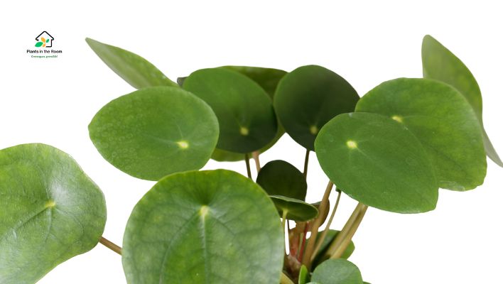 Pilea peperomioides or the “Pancake Plant round leaves and easy-care nature healthy and happy Yunnan Province in China
