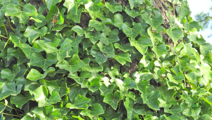 English Ivy
This plant is known for its air-purifying abilities, particularly in removing airborne mold and formaldehyde.