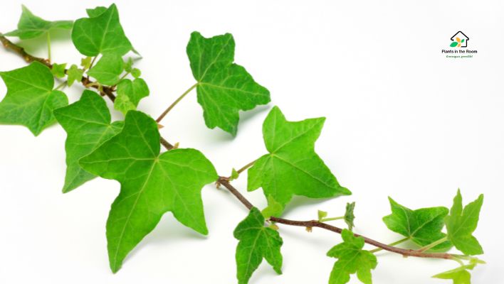 English Ivy Being an Attractive Plant that Adds Elegance to Your Home