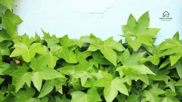 English Ivy (Hedera helix)
Plants You Must Keep at Home to Boost Your Focus
