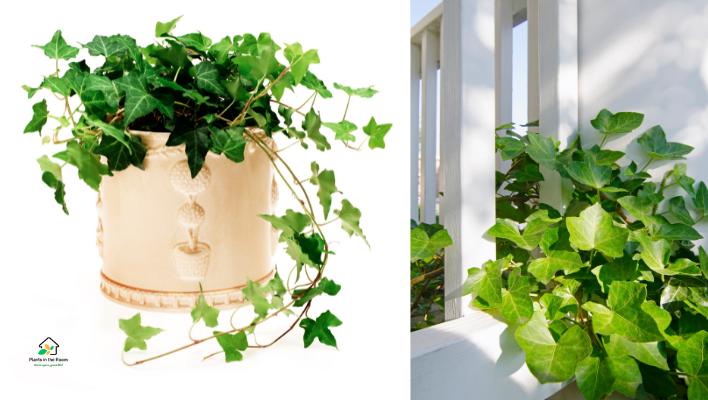 English Ivy
It removes allergens like mold and dust mites from the air, which is beneficial for those with allergies or asthma.