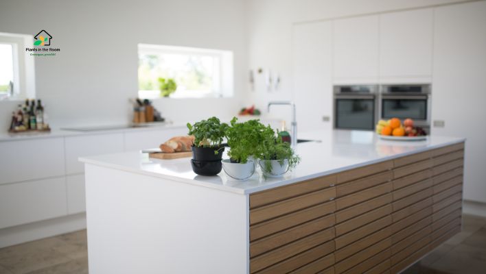 Perfect Spot for Your Plants in the Kitchen