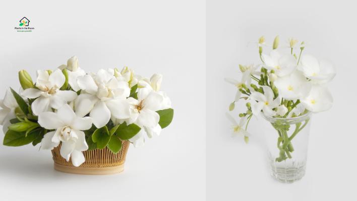 Gardenia
promote deep sleep
The beautiful, fragrant flowers create a soothing atmosphere in the bedroom.