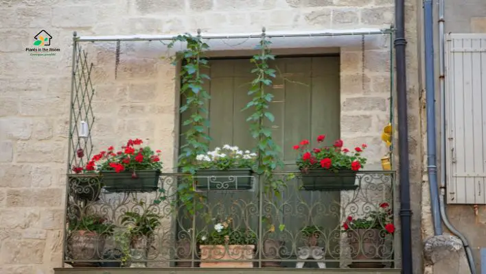 Vertical gardens for small balconies