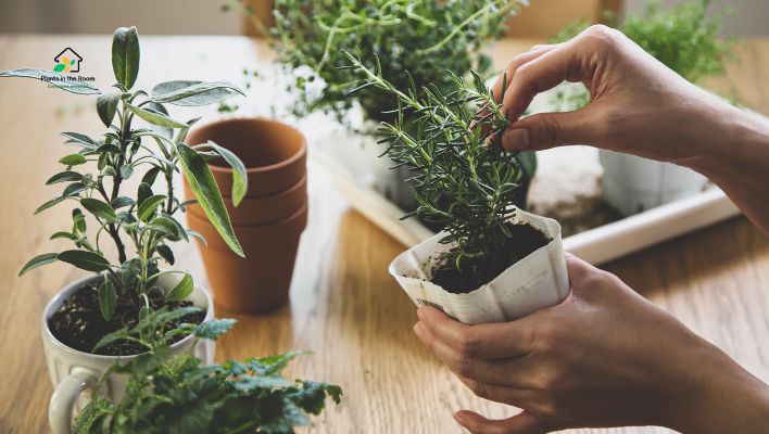Give Your Plants the Best Care They Need for the green kitchen