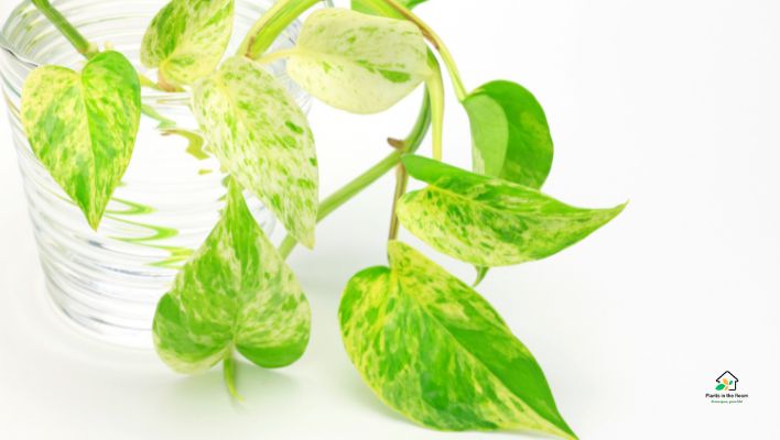 Golden pothos
Best Air-purifying Plants for Your Home & Office
