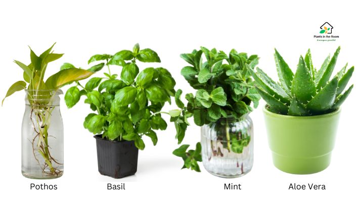 Green Up Your Kitchen with Indoor Plants Green paradise