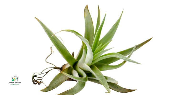 Air Plant Maintenance: Grooming and Pruning Tips