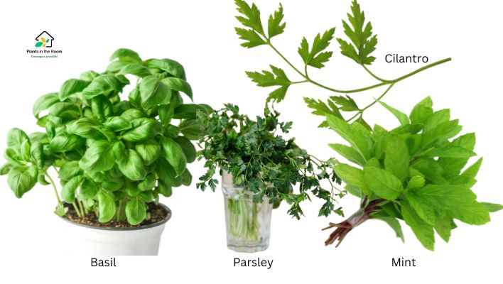 Herbs Right Plants for Your Kitchen