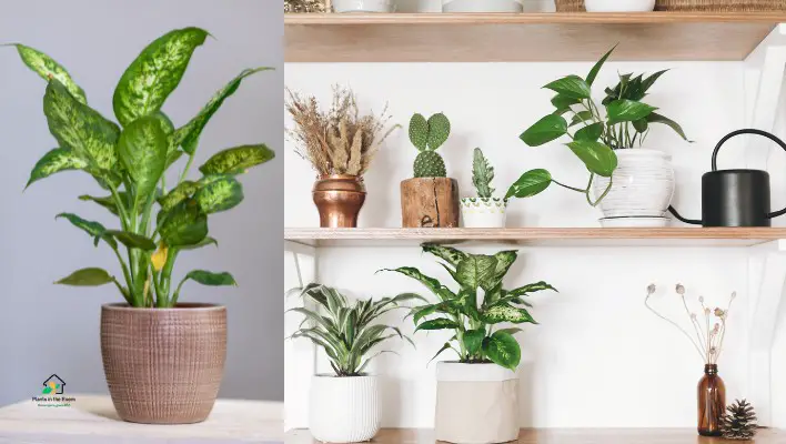 Ideal Place for Your Dieffenbachia