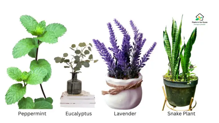 Indoor Plants for Natural Headache Relief