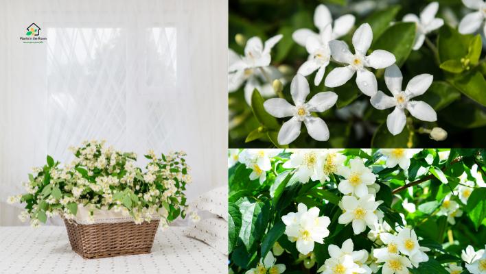 Jasmine
Its sweet, calming scent reduces anxiety levels.