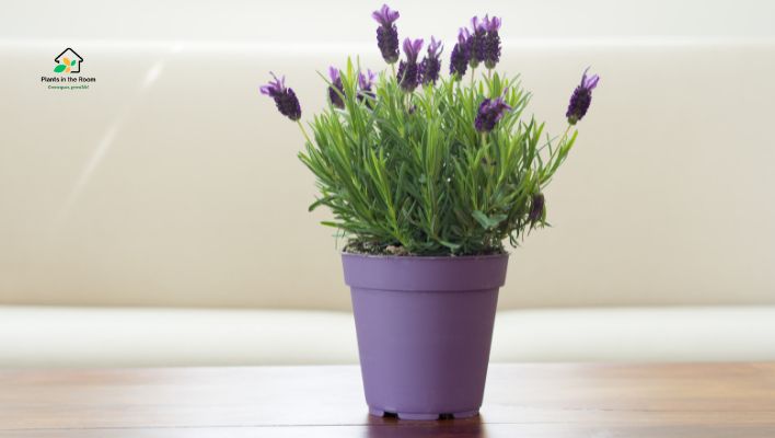 Lavender Can Reduce Your Stress
Stress Reducing Plants You Must Have At Home & Office