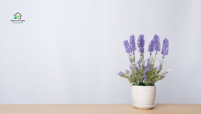 Lavender: Calming Fragrance for Headache Relief
