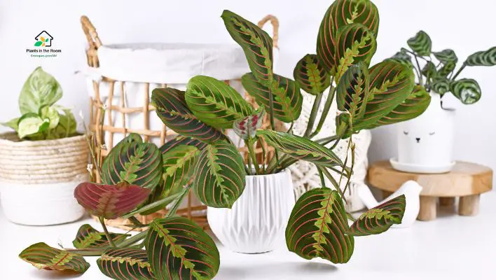 Popular Houseplant with Distinctive Leaves that Fold Up at Night