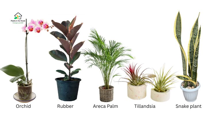 Must-Have Humidity-Increasing Plants for Your Home