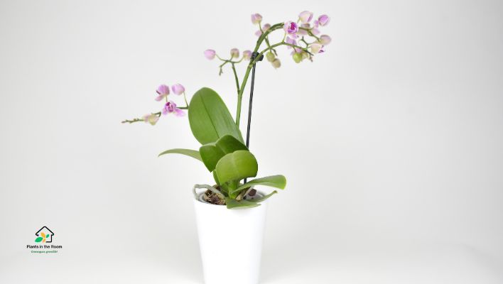 Orchid: Elegant and Humidity-Boosting