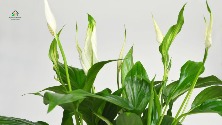 Peace Lily
Best Air-purifying Plants for Your Home & Office