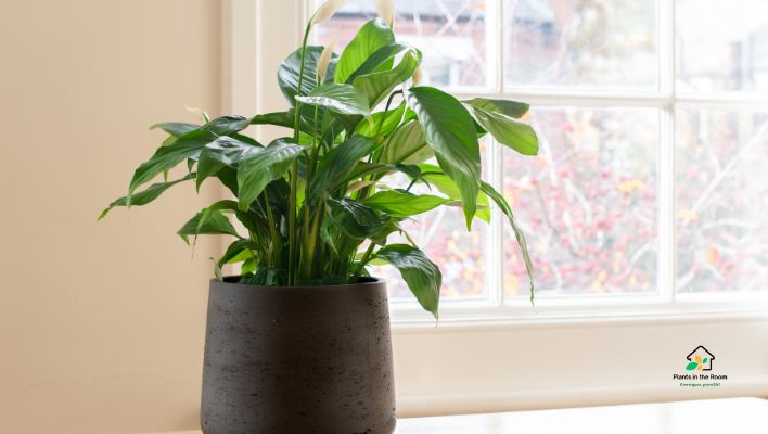 Air-purifying Peace Lily
Stress Reducing Plants You Must Have At Home & Office