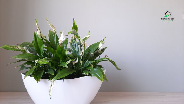 Peace Lily Purifies the air by removing toxins like ammonia, formaldehyde, and benzene.